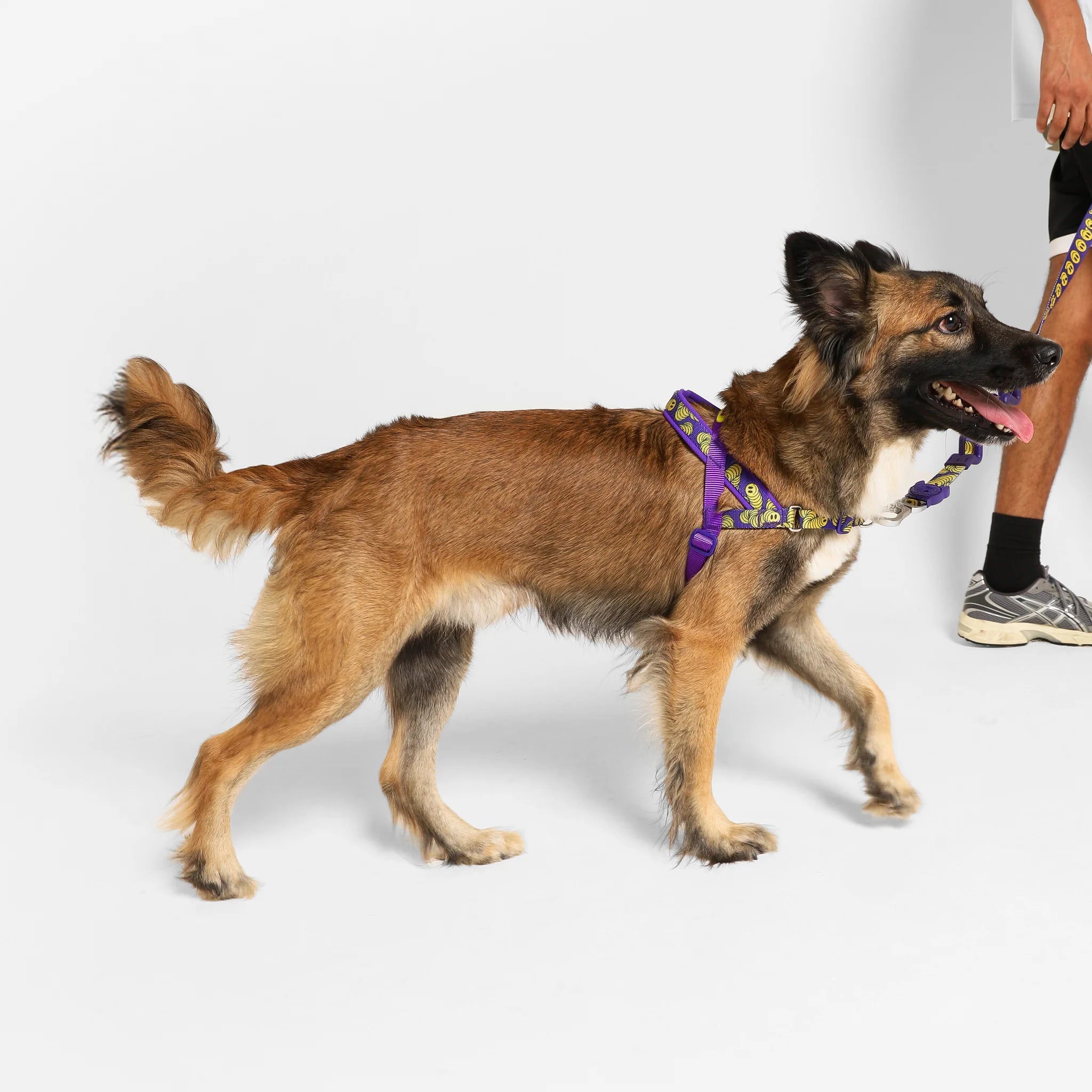 Arnés anti-tirones para perro ZMILEY / Softer Walk Harness de ZEEDOG, completamente ajustable, poliéster, vista principal